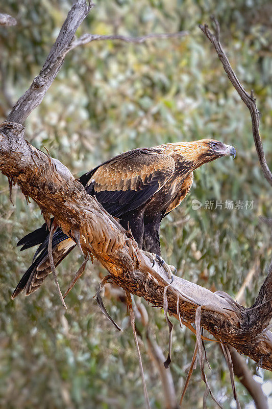 楔尾鹰(Aquila audax)